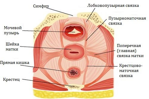 na-kakih-myshtsah-i-svyazkah-derzhitsya-matka-2345318