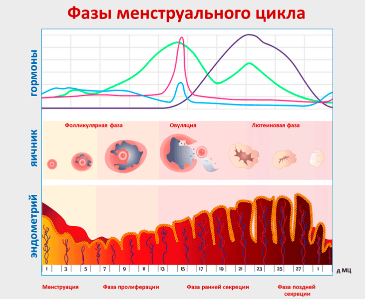 v-zavisimosti-ot-fazy-menstrualnogo-tsikla-opredelyayut-den-protsedury-8296730